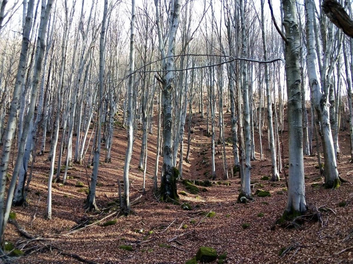 B&B Podere Bramapane Montelungo Superiore Buitenkant foto